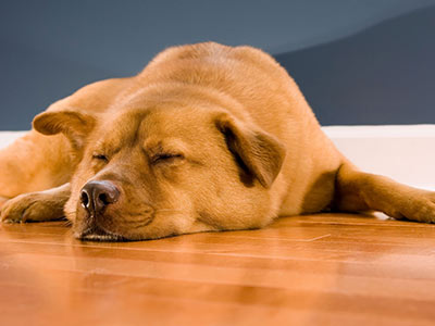 Can you have pets and enjoy parquet flooring at the same time