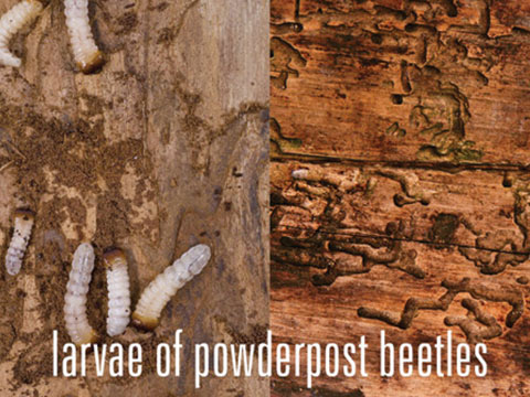 Larvae of powderpost beetles and the damage they cause to wood