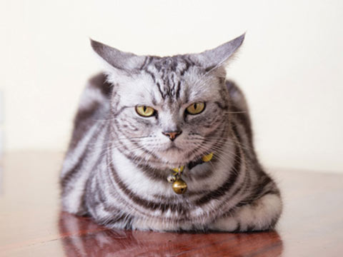 Cat on a wooden floor