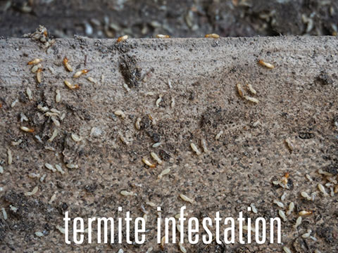 Termite infestation